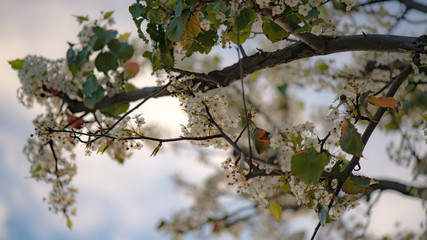 cherry tree blossom in spring