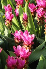 Beautiful pink siam tulips with the nature