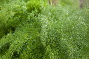 Flora of Gran Canaria - Ferula linki