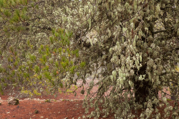 Gran Canaria, February