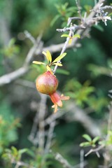 Pomegranate fruit on tree with the nature.
