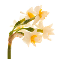 flora of Gran Canaria -  Narcissus tazetta