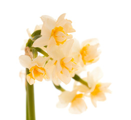 Fototapeta na wymiar flora of Gran Canaria - Narcissus tazetta