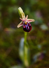 Fototapeta na wymiar Wild rare bee orchid blooming in mediterranean area at spring