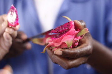 cores e sabores do ceasa em são paulo