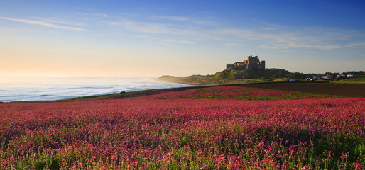 Bamburgh Castle & the pink Campions