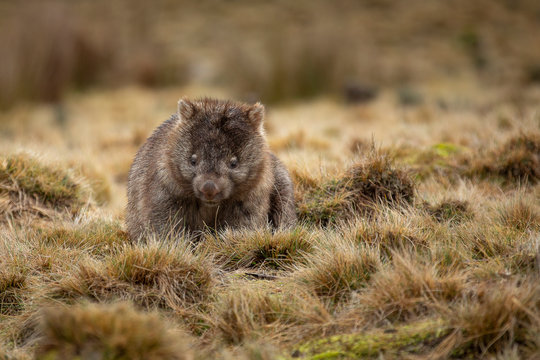 Wombat In Tasmania