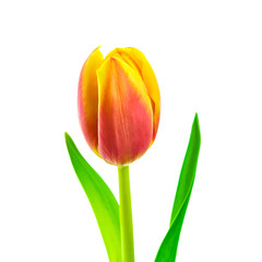 Tulip isolated on white background