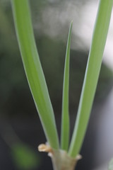 cebolinha, tempero orgânico cultivado em apartamento