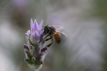 detalhe macro da flor de lavanda ou alfazema sendo polinizada por uma abelha