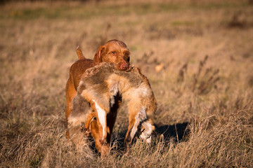 Drahthaar Vizsla Apport Wild