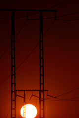 starlings electric poles and sunset