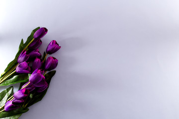 Violet Tulips Flowers spring background