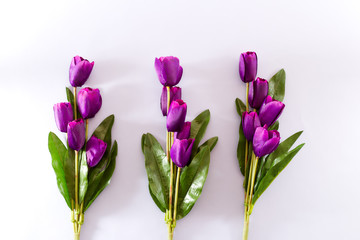 Violet Tulips Flowers spring background