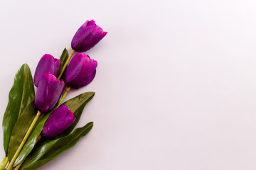 Violet Tulips Flowers spring background