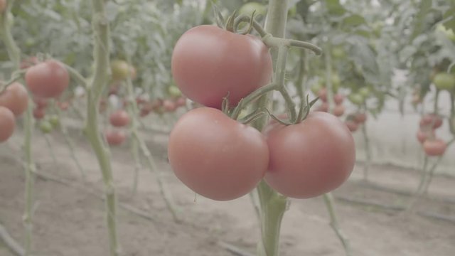 3 tomatoes on a tomatoes plant in a greenhouse with many ripe and unripe tomatoes on the background. Close Up, camera flyby, raw ungraded footage 4k, s-log