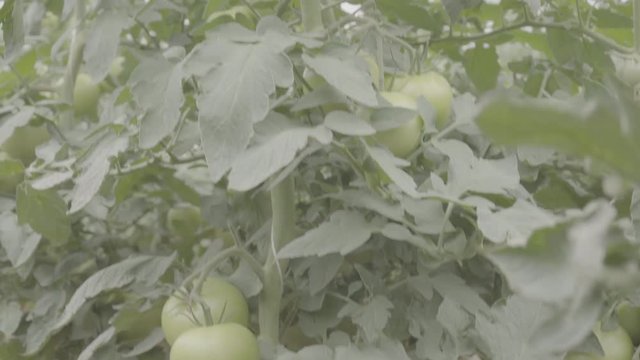 Tomatoes plant with many ripe and unripe tomatoes in a greenhouse. Close Up, vertical panorama, raw ungraded footage 4k, s-log