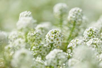 white flowers of Lobularia maritima