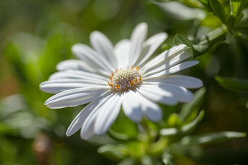 flowering Osteospermum background