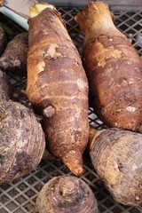 fresh taro root for cooking in market