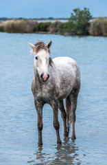White Camargue Horse in the water.