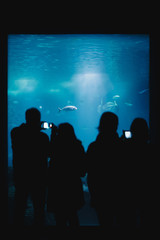 Oceanarium Underwater World. Group of People Watching Fish in a Oceanarium. Beauty of the Lisbon Oceanarium. The Dark Silhouettes of Visitors in the Backlight