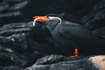 Inca Tern - Larosterna Inca sitting on a rocky coast cliff