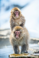 Mating Japanese macaques. Natural hot springs in Winter season. The Japanese macaque, Scientific name: Macaca fuscata, also known as the snow monkey.