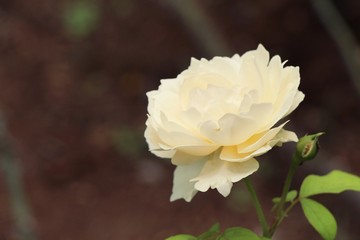 Beautiful roses is blooming in the garden