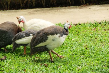 Guineafowl with the nature