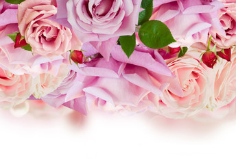 Pink blooming roses