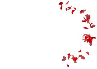 Red rose petals fly in a circle. The center free space for Your photos or text
