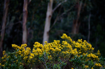 Yellow flowers with eucalyptus forest in the background 