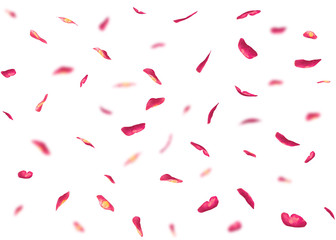 Valentine's day background or cards made of rose petals. In the background are blurred rose petals