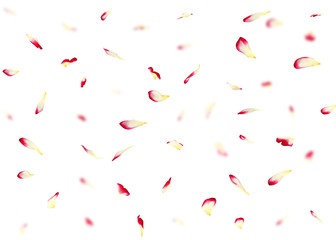 Valentine's day background or cards made of rose petals. In the background are blurred rose petals