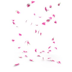 Tulip petals fall beautifully on the floor