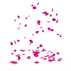 Purple rose petals fall beautifully on the floor