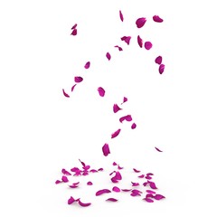 Purple rose petals fall beautifully on the floor