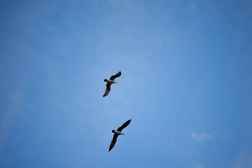 A couple of seagulls