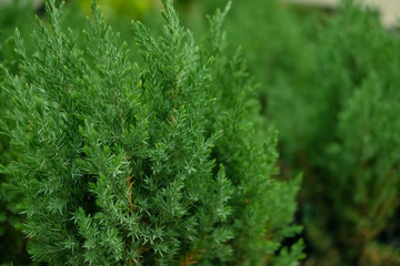 Saplings of pine, spruce, fir, sequoia and other coniferous trees in pots in plant nursery.  