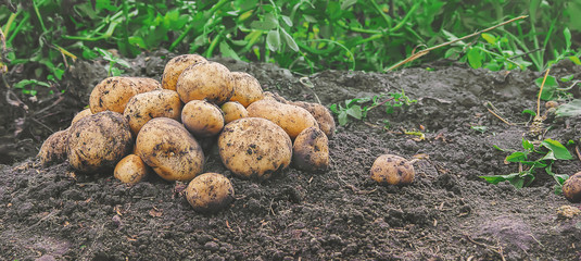 organic homemade vegetables harvest potatoes. Selective focus.