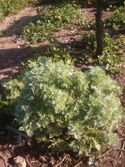 Artemisia absinthium (absinthe, absinthium, absinthe wormwood, grand wormwood,, feathery leaves, forming a bushy. Its soft texture and pale green color stand out against the brown soil.