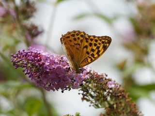Argynnis paphia - Le Tabac d'Espagne m&acirc;le femelle, un grand papillon de couleur fauve orang&eacute; avec des lignes et t&acirc;ches noires au dessus des ailes, butinant sur une fleur de buddleia 
