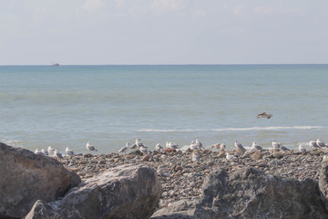 waterfowl on the sea coast, sea coast seagulls and stones