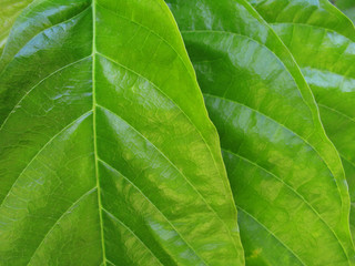 Detail and texture of Theobroma cacao leaves in the rainforest, Venezuela