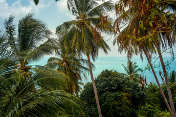 Fototapeta na wymiar View of the coconut palms on the background of the sea