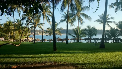 Fototapeta premium PLAYA, PALMERAS