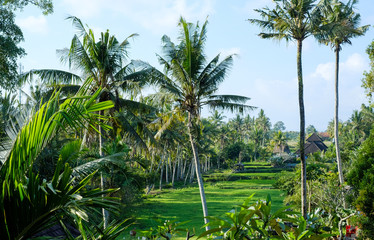 Obraz premium Jungle of palm trees in tropical Ubud, Bali, Indonesia