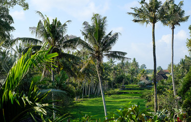 Fototapeta na wymiar Jungle of palm trees in tropical Ubud, Bali, Indonesia