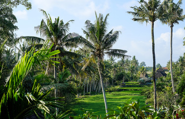 Obraz na płótnie Canvas Jungle of palm trees in tropical Ubud, Bali, Indonesia